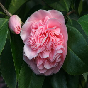 Camellia Japonica Debutante Camellia