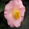 Camellia Japonica April Blush Camellia