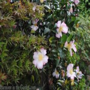 Camellia Sasanqua Apple Blossom Camellia