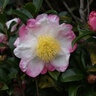 Camellia Sasanqua Hana Jiman Camellia