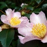 Camellia Sasanqua Maidens Blush Camellia