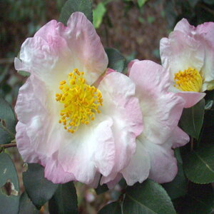 Camellia Sasanqua Daydream Camellia