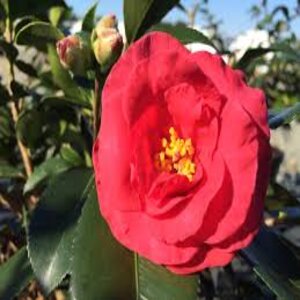 Camellia Sasanqua Hot Flash Camellia