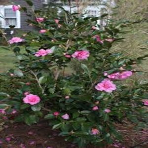 Camellia Sasanqua Showa-No Sakae Camellia