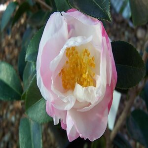 Camellia Sasanqua Northern Lights Camellia