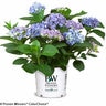 Hydrangea Macrophylla Cityline Ragra Rio Proven Winners Big Leaf Hydrangea 5 gal. Container