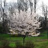 Prunus x yedoensis Flowering Yoshino Cherry 25-30 gal. Container