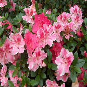 Rhododendron X Robin Hill Conversation Piece Azalea