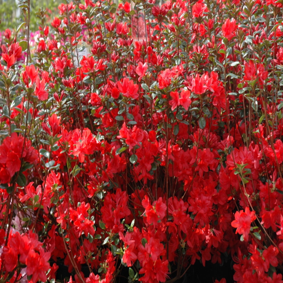 Rhododendron x Stewartstonian Azalea | SiteOne US