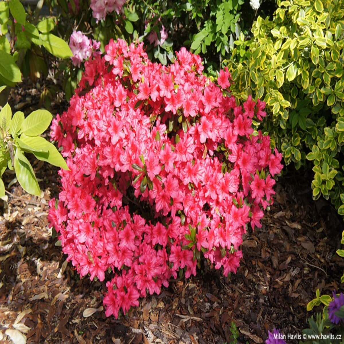 Rhododendron X Girards Rose Azalea | SiteOne US