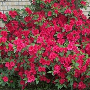 Rhododendron X Formosa Red Azalea