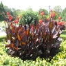Canna X Generalis Landscape Red Canna Lily
