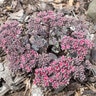 Sedum Cauticola Sedum