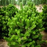 Pinus Nigra Oregon Green Austrian Pine