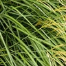Miscanthus Sinensis Yakushima Dwarf Maiden Grass