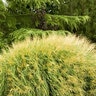 Miscanthus Sinensis Yakushima Dwarf Maiden Grass