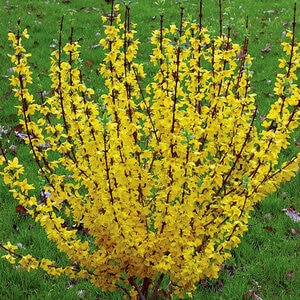Forsythia X Intermedia Show Off Show Off Forsythia