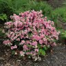 Rhododendron X Gumpo Pink Satsuki Azalea