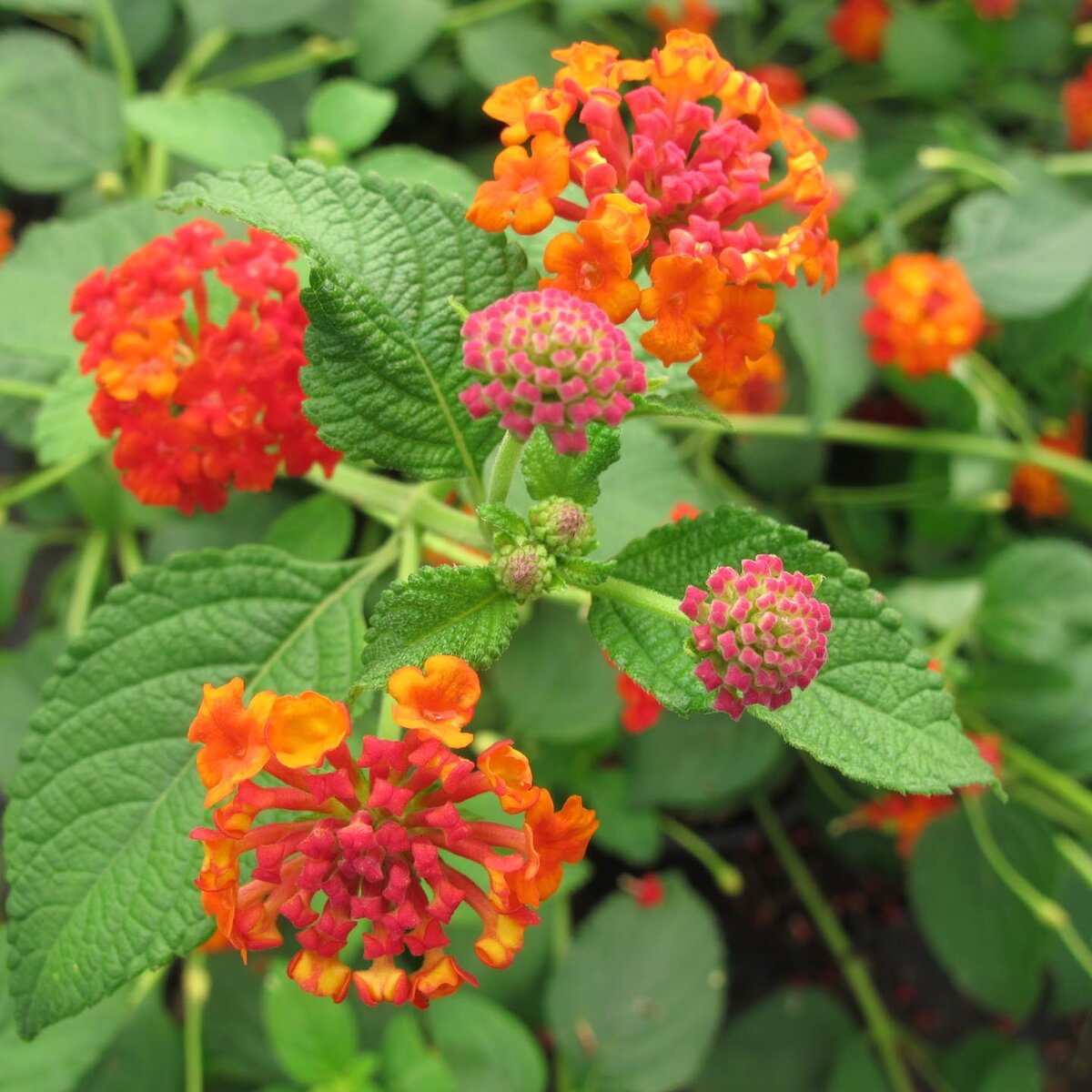 Lantana camara Dallas Red Lantana | SiteOne US