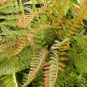 Dryopteris Erythrosora Brilliance Autumn Fern