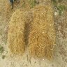 Wheat Straw Bale