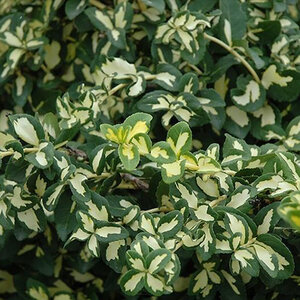 Euonymus Fortunei Moonshadow Wintercreeper
