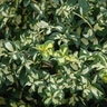 Euonymus Fortunei Moonshadow Wintercreeper