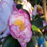 Camellia Sasanqua October Magic Inspiration Camellia 3 gal. Container
