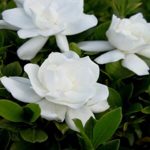 Gardenia Jasminoides August Beauty Cape Jasmine