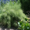 Muhlenbergia Dumosa Bamboo Muhly