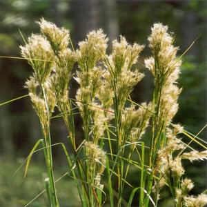 Andropogon Glomeratus Bushy Bluestem