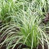 Carex Morrowii Silver Sceptre Sedge