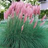 Cortaderia Selloana Rosea Pampas Grass