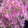 Loropetalum Chinense Pizazz Fringe Flower 7 gal. Container