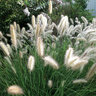 Pennisetum alopecuroides Cassian Fountain Grass