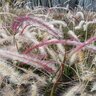 Pennisetum Setaceum Cupreum Red Fountain Grass