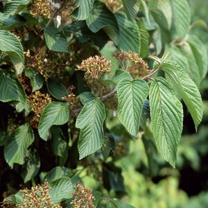 Viburnum plicatum var. tomentosum Fireworks Doublefile Viburnum 7 gal. Container