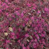 Loropetalum Chinense var. Rubrum Zhuzhou Fuchsia Fringe Flower