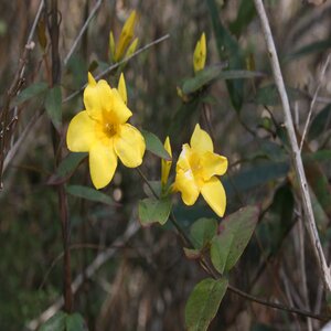 Gelsemium rankinii Swamp Jasmine