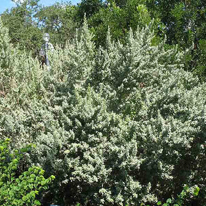 Leucophyllum frutescens Silverado Texas Sage
