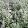 Leucophyllum Frutescens Greado Desperado Texas Sage