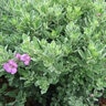 Leucophyllum Frutescens Greado Desperado Texas Sage