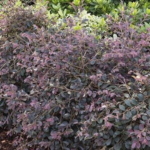 Loropetalum Chinense var. Rubrum Daruma Fringe Flower