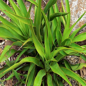 Yucca Rupicola Twisted Leaf Yucca