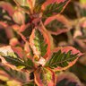 Weigela Florida Rainbow Sensation First Editions Weigela 3 gal. Container