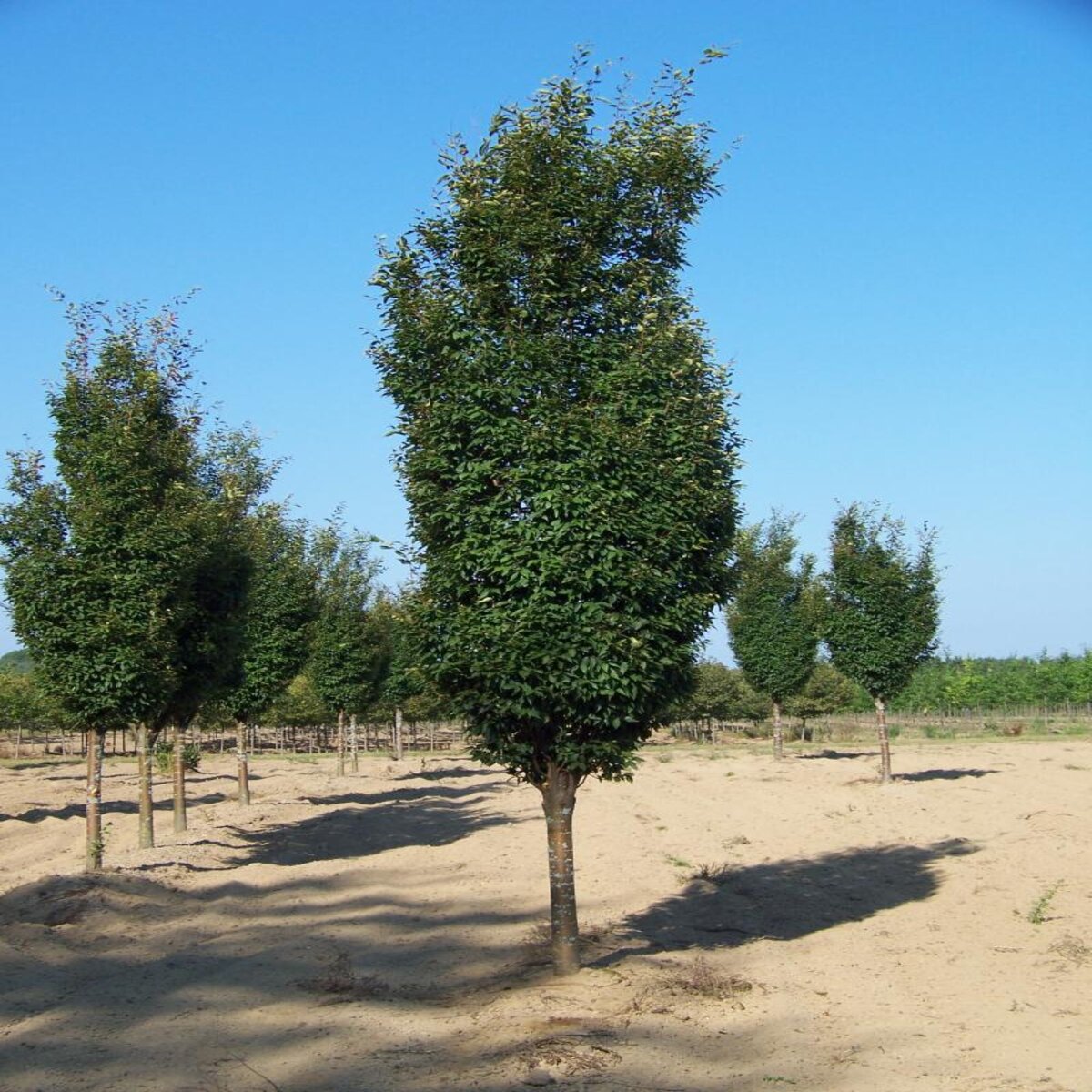 Zelkova serrata Musashino Japanese Zelkova | SiteOne US