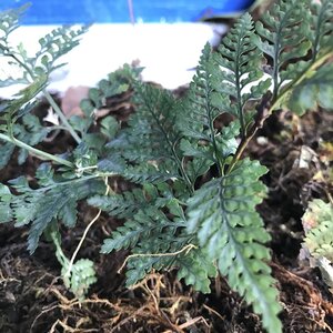 Nephrolepis Exaltata Bostoniensis Compacta Fishbone Fern