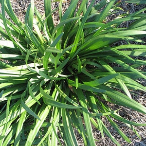 Liriope Muscari Love Potion No.13 Emerald Goddess Lilyturf