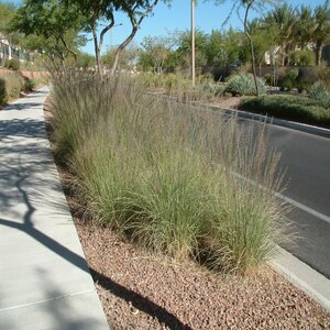Muhlenbergia Lindheimeri Lindheimers Muhly Grass