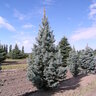Picea Pungens Fastigiata Colorado Spruce 5 gal. Container